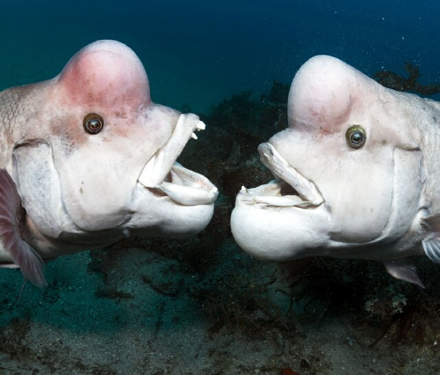 Cover image for  article: The Top 25 TV Programs of 2018