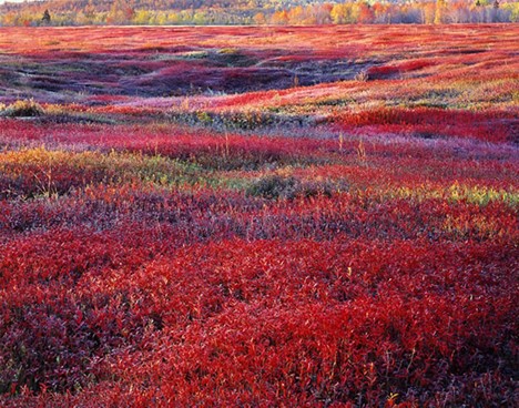 Cover image for article: The Transformed Talent Terrain