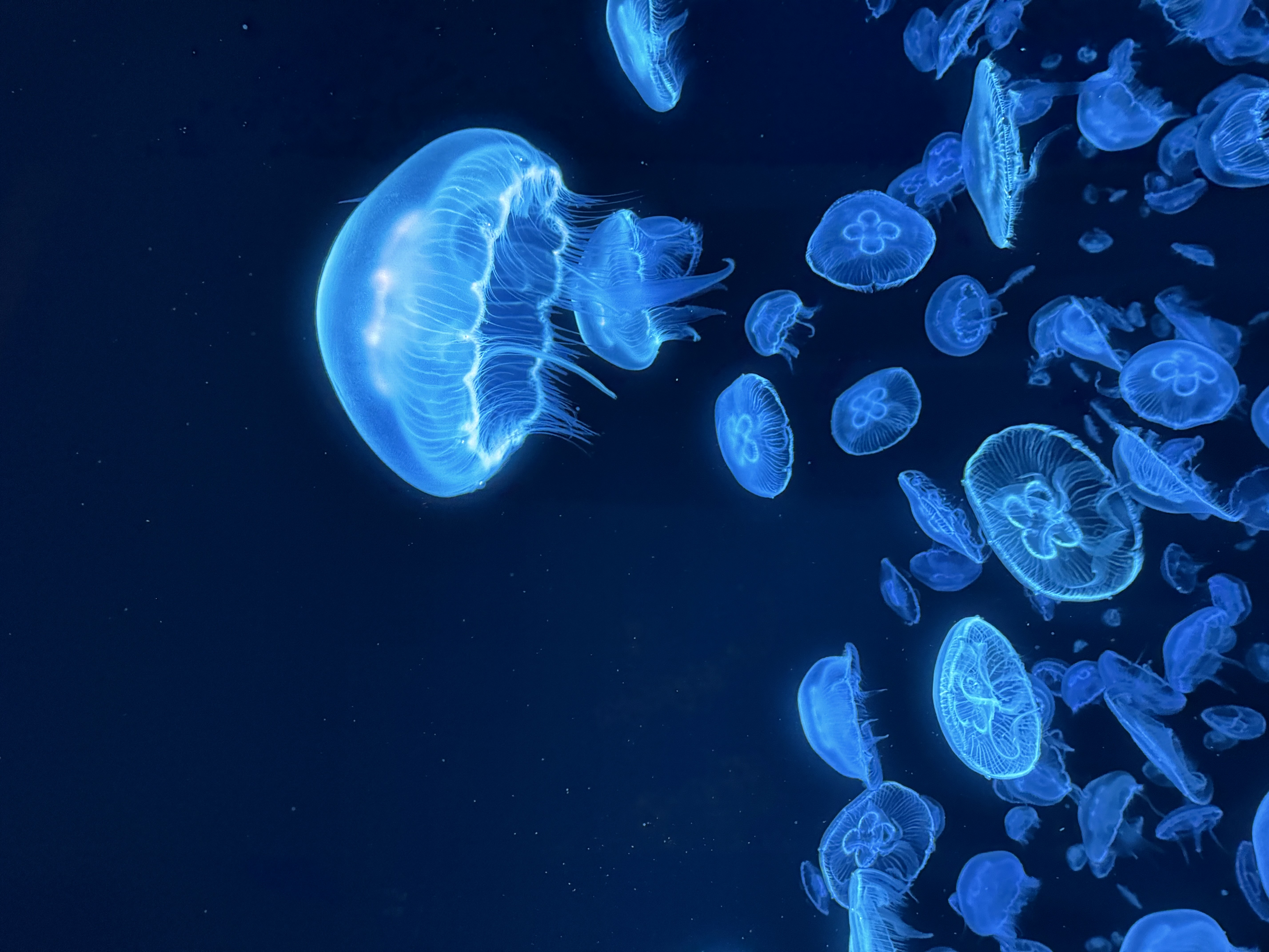 Cover image for  article: Strategic Myopia