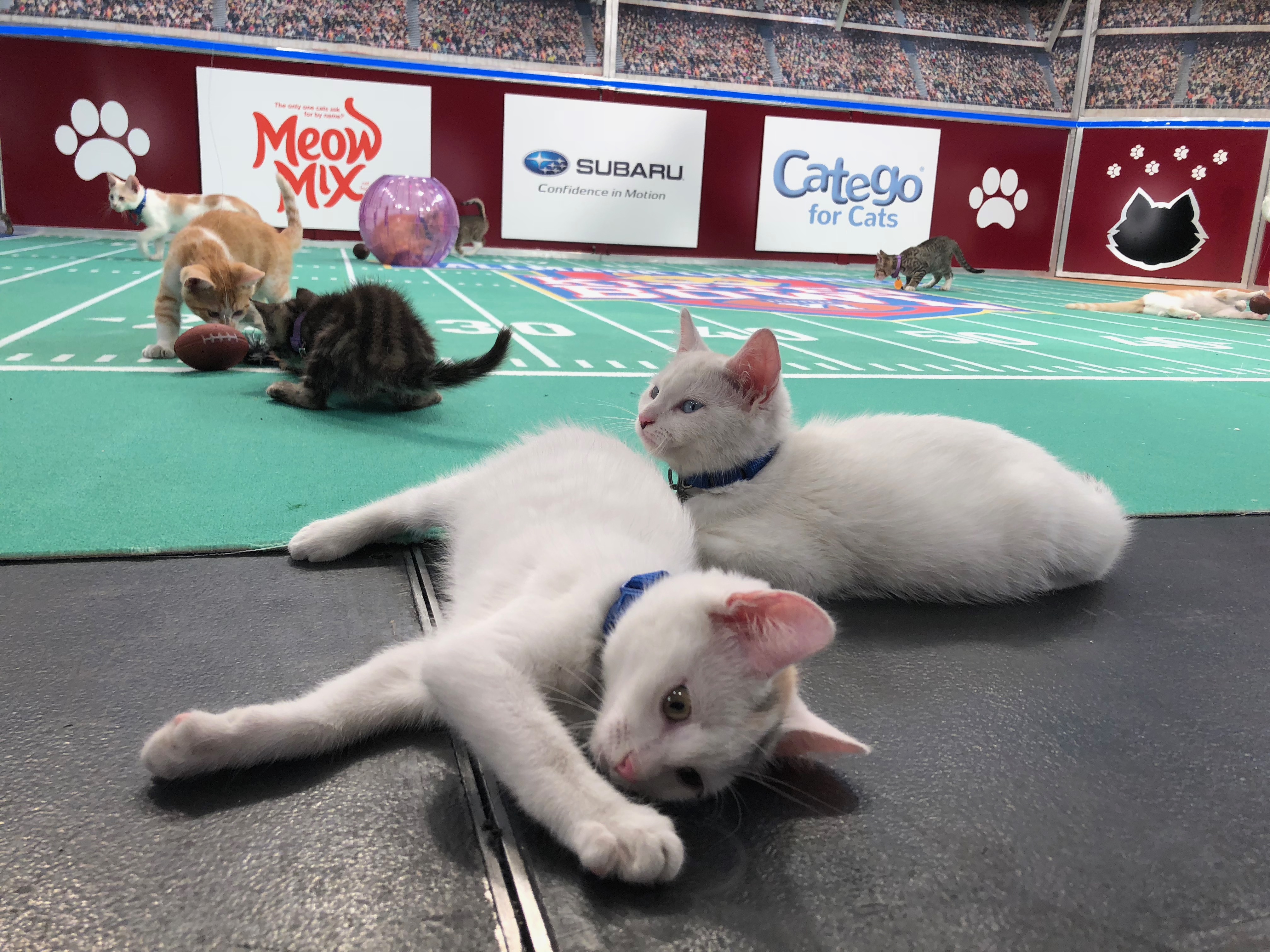 Cover image for  article: Hallmark Channel’s "Kitten Bowl VI":  A Program with a Purrpose