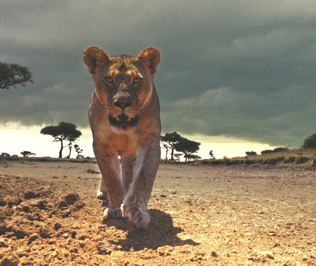Cover image for  article: Discovery Journeys Back to Africa with "Serengeti II"