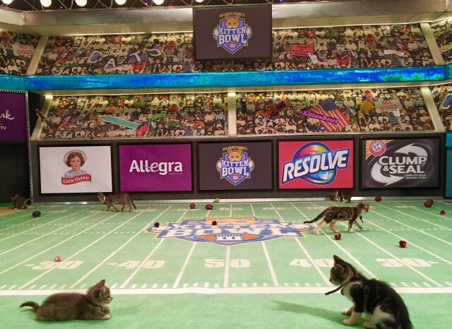 Cover image for article: Hallmark Channel Gears Up for Its Next Kitten Bowl