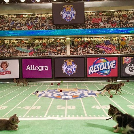 hallmark channel gears up for its next kitten bowl