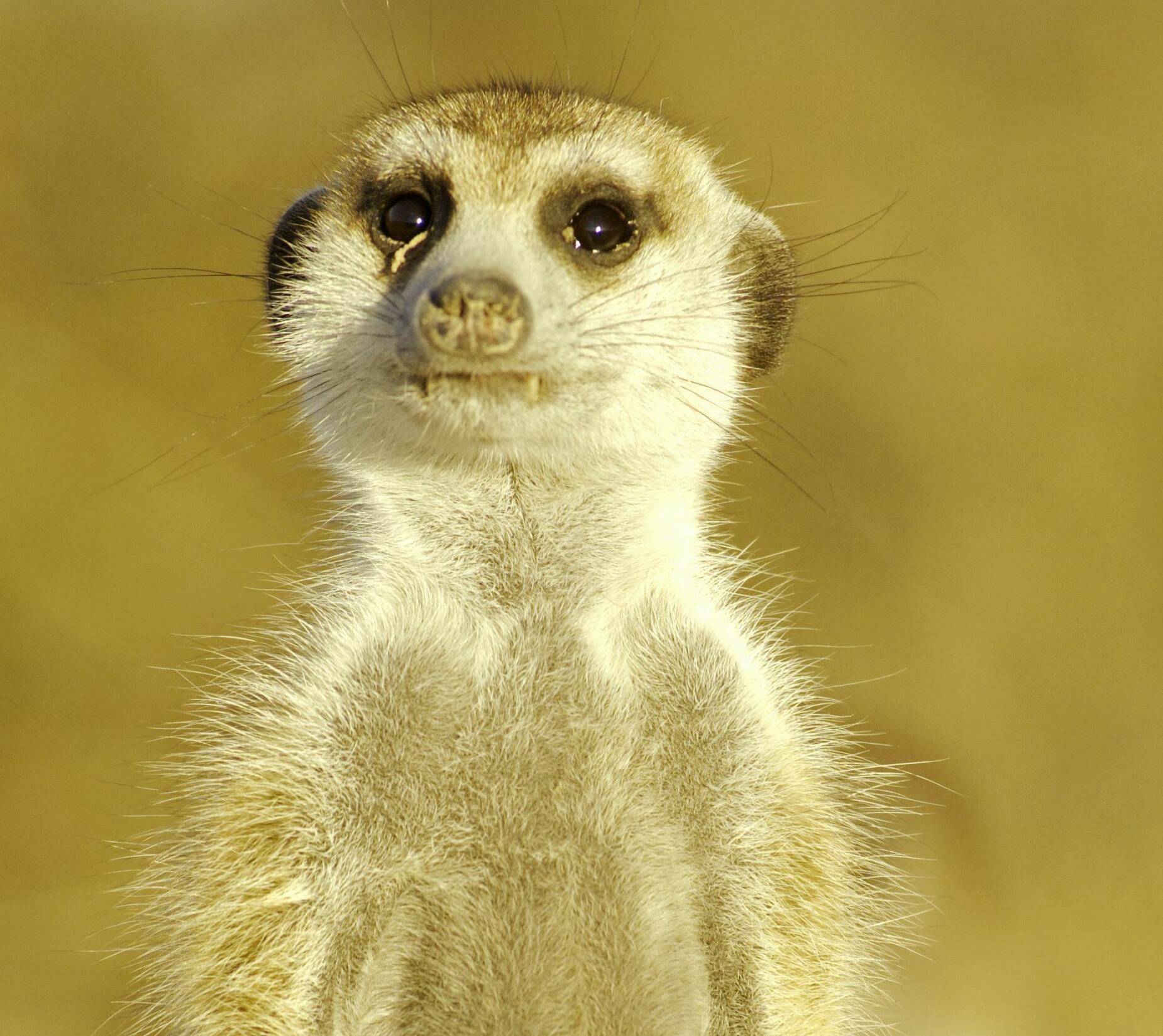 Cover image for  article: "The Science of Meerkat Manor" and More TiVoWorthy TV for May 30