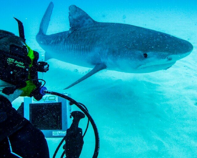 Cover image for article: Discovery’s Shark Week Reveals What Can be Done With a Shark at Night (PODCAST)