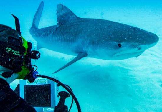 Discovery’s Shark Week Reveals What Can be Done With a Shark at Night (PODCAST)