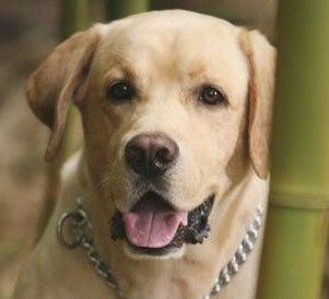 Cover image for article: “Lost”: Fantastic and Frustrating Right to the End - Ed Martin - MediaBizBloggers