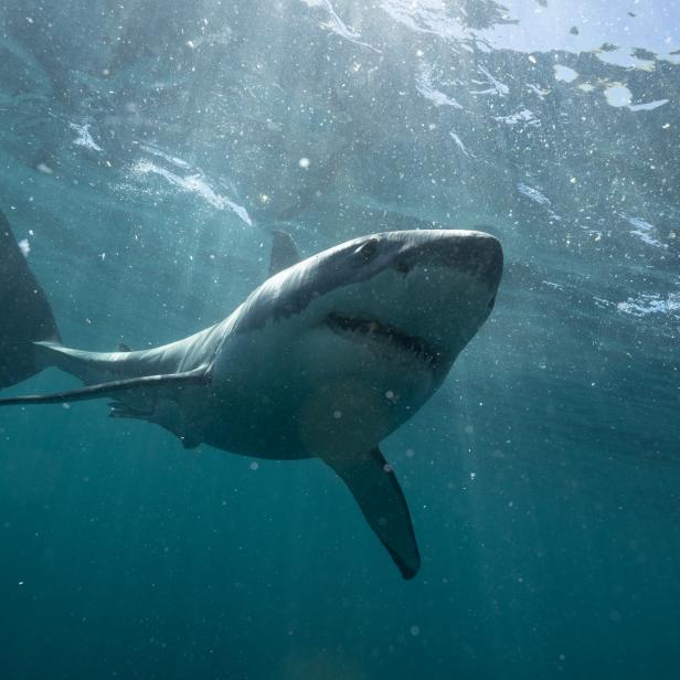 Cover image for  article: Warner Bros. Discovery Announces Robust Roster of Advertisers for Shark Week 2023