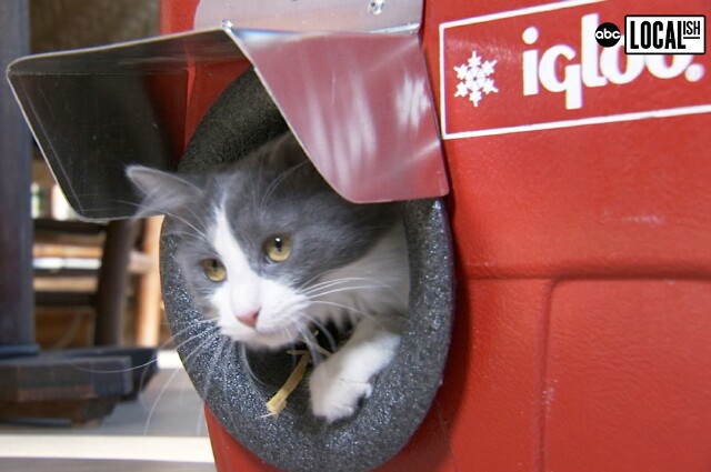 Cover image for article: ABC Stations Go Linear with Localish