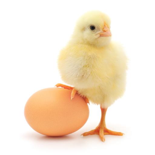 Cover image for article: Which Came First? The Chicken or the Egg... Data Science Can Help - Shelly Palmer