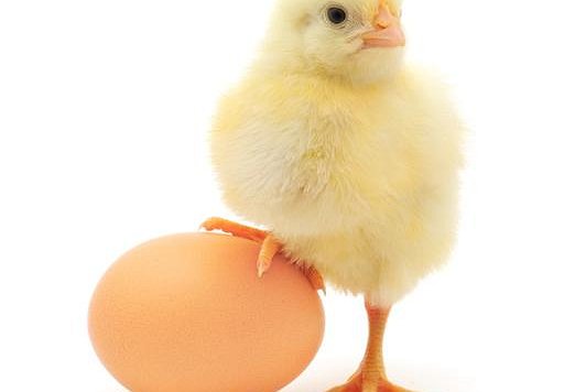 Which Came First? The Chicken or the Egg... Data Science Can Help ...
