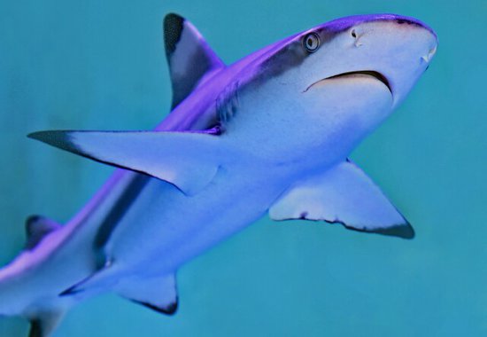Paul de Gelder Dives Into 30th Anniversary Celebration of Discovery's "Shark Week"
