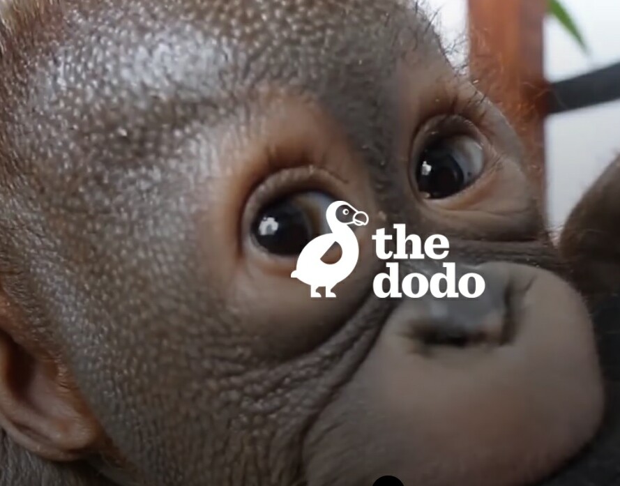 Cover image for  article: The Dodo Is Back to Save Us All