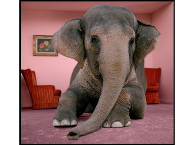 Cover image for  article: The Elephant in the TV Room - Charlie Warner - MediaBizBlogger