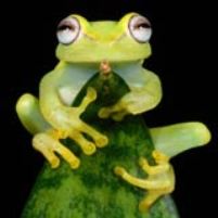 Cover image for article: National Geographic Revamps Digital Strategy.<br> Plans Further Integration Across Media Properties