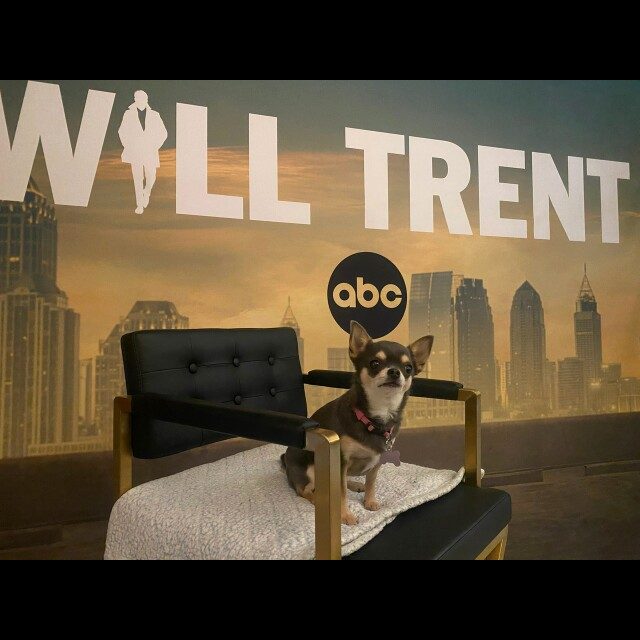 Cover image for  article: ABC and Freeform at TCA: Betty the Chihuahua of "Will Trent" Steals the Show