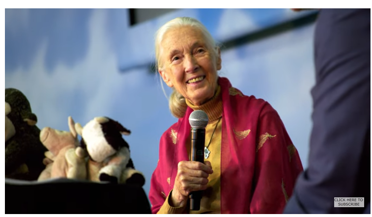 Cover image for  article: Nat Geo Celebrates Earth Day Today with New Jane Goodall Documentary