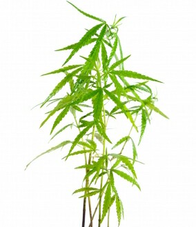 Cover image for  article: Marijuana and the Rapidity of Social Change