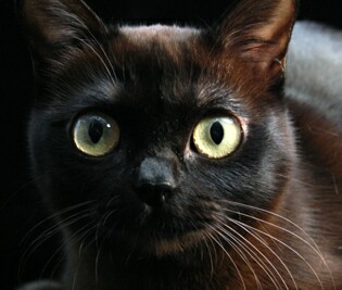 Cover image for  article: "Science of Cats" on National Geographic Channel and More TiVoWorthy TV for June 10