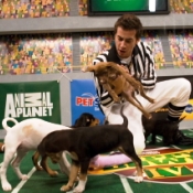 Cover image for  article: TV Maven: "Puppy Bowl IV": Animal Planet's Paw Up on Super Bowl Sunday