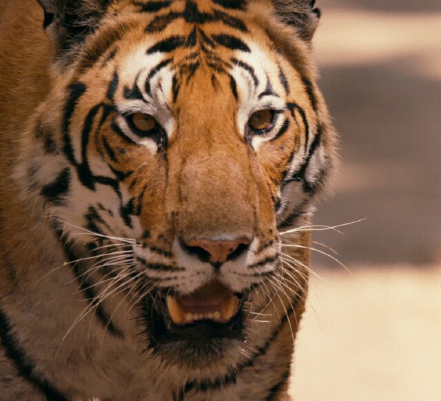Cover image for  article: Discovery’s “Tigerland” Roars onto Screens with an Urgent Message