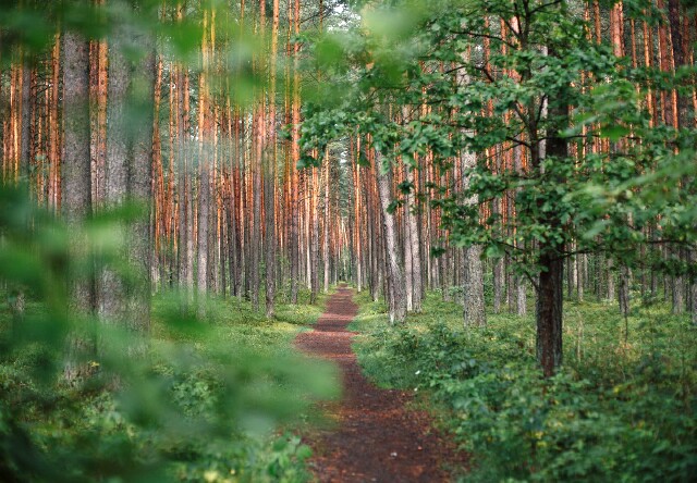 Cover image for article: Content Follows Purpose: Some Shortcuts to Uncovering Yours